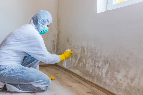 Licensed Commercial Mold Remediation service in Lebanon, VA - WQB Mold Removal
