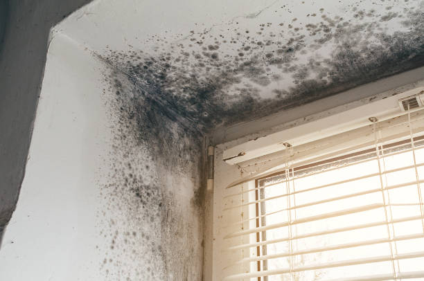 Affordable Commercial Mold Remediation solutions in Lebanon, VA
